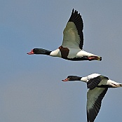 Common Shelduck  "Tadorna tadorna"